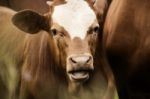 Australian Cows Stock Photo