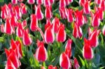 Many Bicolor Red-white Tulips Stock Photo