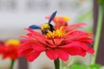 Wasp On Flower Stock Photo