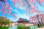 Seoul, South Korea - April 6: Tourists Taking Photos Of The Beautiful Scenery Around Gyeongbokgung Palace With Cherry Blossom In Spring On April 6, 2016 In Seoul, South Korea Stock Photo