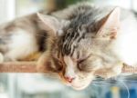 Sleep Cat Stock Photo