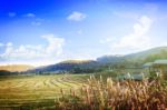 Rice Field And Mountain Stock Photo