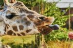 Giraffe At The Zoo Stock Photo