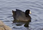 Beautiful Image With Two Amazing American Coots In The Lake Stock Photo