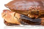 Cancer Pagurus Sea Crab On White Background Stock Photo