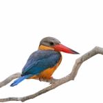 Stork-billed Kingfisher Stock Photo