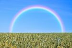 Grass And Rainbow Stock Photo