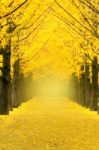 Row Of Yellow Ginkgo Tree In Nami Island, Korea Stock Photo