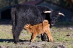 Black Scottish Highlander Mother Cow With Drinking Newborn Calf Stock Photo