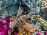 Tropical Fish Lionfish Under  Water Stock Photo