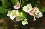 Soft Pink Bougainvillea Flower Stock Photo
