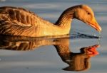 Duck Reflection Water Dripping Of Beak Stock Photo