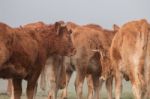 Bunch Of Brown Cows Stock Photo