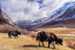 Two Brown Tibetan Yaks In A Pasture Of Snow Mountains At Yading Stock Photo