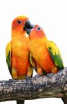 Sun Conure Parrot  Stock Photo