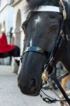 Horse Of The Queens Household Cavalry In London Stock Photo