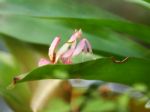 Malaysian Orchid Mantis Stock Photo