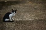 Black And White Cat Sitting On The Road Stock Photo