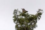 Northern Red-shafted Flicker (colaptes Auratus) Stock Photo