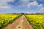 Dirt Road In The Middle Of A Yellow Field Of Flowers Stock Photo