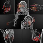 3d Rendering  Illustration Of The Human Phalanges Hand Stock Photo