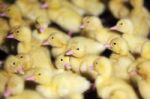 Newborn Baby Ducklings As Background Stock Photo