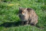 European Wildcat (felis Silvestris Silvestris) Stock Photo