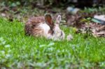 White Brown Rabbit In Grass Field Stock Photo