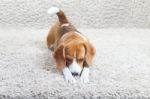 Beagle On The Carpet Stock Photo