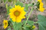 Sunflower Plant In Public Field Stock Photo