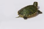 Turtle Stock Photo