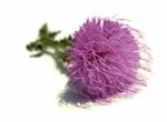 Thistle - Health From Nature Stock Photo