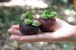 Mangosteen In Hand Stock Photo