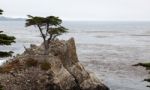 Monterey Cypress Tree On The Carmel Coast Stock Photo