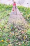 Cleaning Dried Grass And Leaf In The Garden By Rake (harrow) Stock Photo