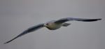 Beautiful Isolated Photo Of A Flying Gull Stock Photo