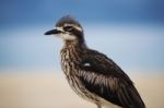 Bush Stone-curlew Resting On The Beach Stock Photo