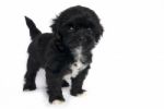 Little Shihtzu Puppy Cute Dog Stock Photo