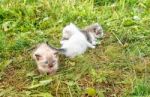 Three Kittens Walking On Grass Stock Photo