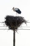 White Stork Bird Stock Photo