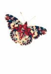 Butterfly Graphic Illustration Stock Photo