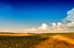 Summer Landscape With Green Corn Cereals Field. Ground Road And Stock Photo