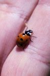 Closeup View Of Ladybug On  A Finger Stock Photo