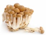 Fresh Mushroom Group Stock Photo