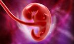 Embryonic Development Stock Photo
