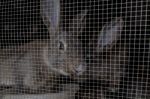 Rabbits Stock Photo