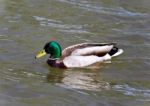 Isolated Picture With A Mallard Swimming In Lake Stock Photo