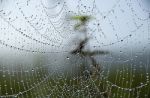 Spiderweb Stock Photo