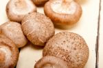 Shiitake Mushrooms Stock Photo