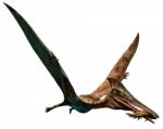 Pterodactylus Stock Photo